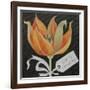 Tulip, Happy Birthday-Jennifer Abbott-Framed Giclee Print