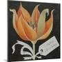 Tulip, Happy Birthday-Jennifer Abbott-Mounted Giclee Print