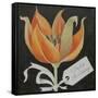 Tulip, Happy Birthday-Jennifer Abbott-Framed Stretched Canvas