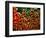 Tulip Harvest-Owen Franken-Framed Photographic Print