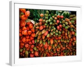 Tulip Harvest-Owen Franken-Framed Photographic Print