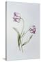 Tulip 'Hatfield'-Sally Crosthwaite-Stretched Canvas