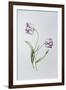 Tulip 'Hatfield'-Sally Crosthwaite-Framed Giclee Print