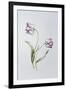 Tulip 'Hatfield'-Sally Crosthwaite-Framed Giclee Print