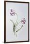 Tulip 'Hatfield'-Sally Crosthwaite-Framed Giclee Print