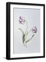 Tulip 'Hatfield'-Sally Crosthwaite-Framed Giclee Print