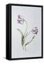 Tulip 'Hatfield'-Sally Crosthwaite-Framed Stretched Canvas