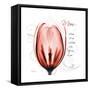 Tulip Head Mom-Albert Koetsier-Framed Stretched Canvas