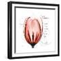 Tulip Head Mom-Albert Koetsier-Framed Premium Giclee Print