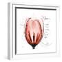 Tulip Head Mom-Albert Koetsier-Framed Premium Giclee Print