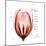 Tulip Head Mom-Albert Koetsier-Mounted Premium Giclee Print