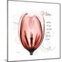 Tulip Head Mom-Albert Koetsier-Mounted Premium Giclee Print