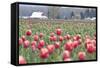 Tulip Homestead-Dana Styber-Framed Stretched Canvas