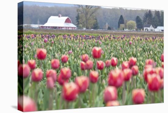 Tulip Homestead-Dana Styber-Stretched Canvas