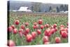 Tulip Homestead-Dana Styber-Stretched Canvas