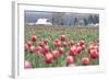 Tulip Homestead-Dana Styber-Framed Photographic Print