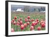 Tulip Homestead-Dana Styber-Framed Photographic Print