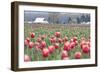 Tulip Homestead-Dana Styber-Framed Photographic Print