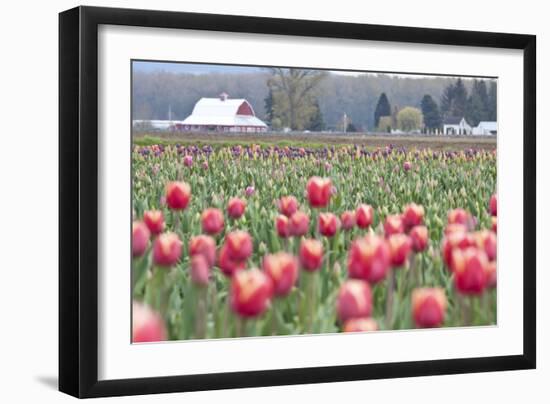 Tulip Homestead-Dana Styber-Framed Photographic Print