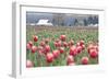 Tulip Homestead-Dana Styber-Framed Photographic Print