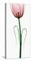 Tulip I-Robert Coop-Stretched Canvas