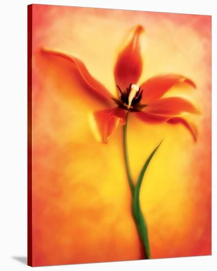 Tulip II-Christine Zalewski-Stretched Canvas