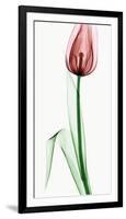 Tulip II-Robert Coop-Framed Photographic Print