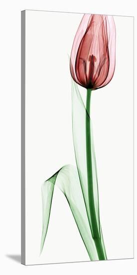 Tulip II-Robert Coop-Stretched Canvas
