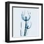 Tulip in Blue-Albert Koetsier-Framed Art Print