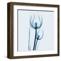 Tulip in Blue-Albert Koetsier-Framed Art Print