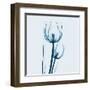 Tulip in Blue-Albert Koetsier-Framed Art Print