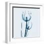 Tulip in Blue-Albert Koetsier-Framed Art Print
