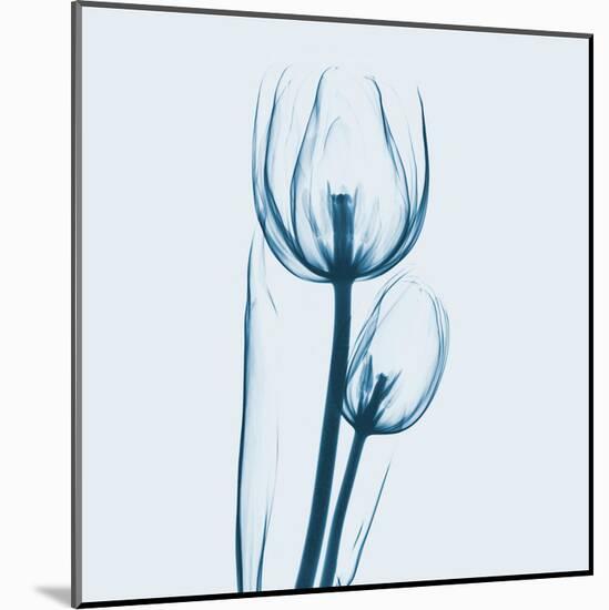 Tulip in Blue-Albert Koetsier-Mounted Art Print