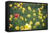 Tulip in Daffodils Field-BlueOrange Studio-Framed Stretched Canvas