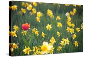 Tulip in Daffodils Field-BlueOrange Studio-Stretched Canvas