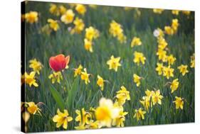 Tulip in Daffodils Field-BlueOrange Studio-Stretched Canvas