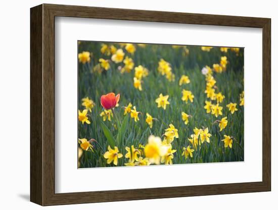 Tulip in Daffodils Field-BlueOrange Studio-Framed Photographic Print