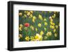 Tulip in Daffodils Field-BlueOrange Studio-Framed Photographic Print