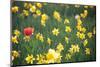 Tulip in Daffodils Field-BlueOrange Studio-Mounted Photographic Print