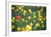 Tulip in Daffodils Field-BlueOrange Studio-Framed Photographic Print