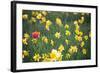 Tulip in Daffodils Field-BlueOrange Studio-Framed Photographic Print