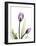 Tulip in Full Bloom-Albert Koetsier-Framed Art Print