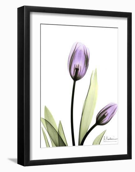 Tulip in Full Bloom-Albert Koetsier-Framed Art Print