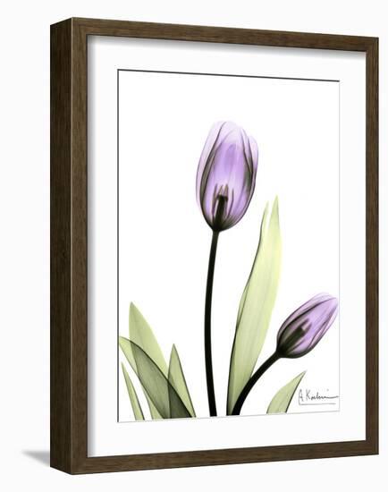 Tulip in Full Bloom-Albert Koetsier-Framed Art Print