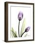Tulip in Full Bloom-Albert Koetsier-Framed Art Print