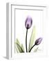 Tulip in Full Bloom-Albert Koetsier-Framed Art Print