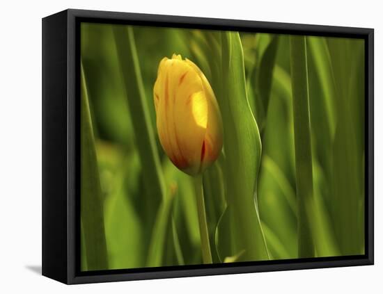 Tulip in Grass-null-Framed Stretched Canvas