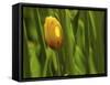 Tulip in Grass-null-Framed Stretched Canvas