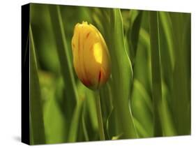 Tulip in Grass-null-Stretched Canvas