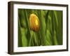 Tulip in Grass-null-Framed Photographic Print